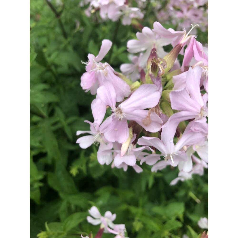 100+ Soapwort Seeds, Saponaria officinalis , perennial herb, soap making